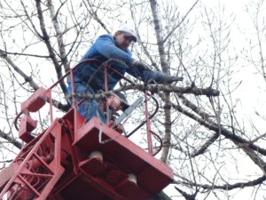 tree service and arborist working in st marys county of southern maryland
