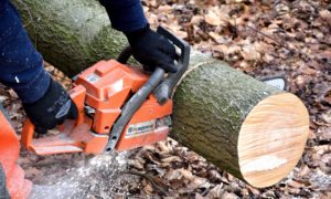 man with a chain saw trimming a felled tree