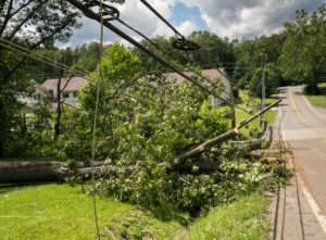 utility line tree removal service. southern maryland fellers tree service