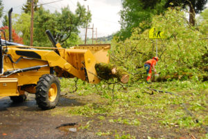 clean up after storm. southern maryland tree removal service