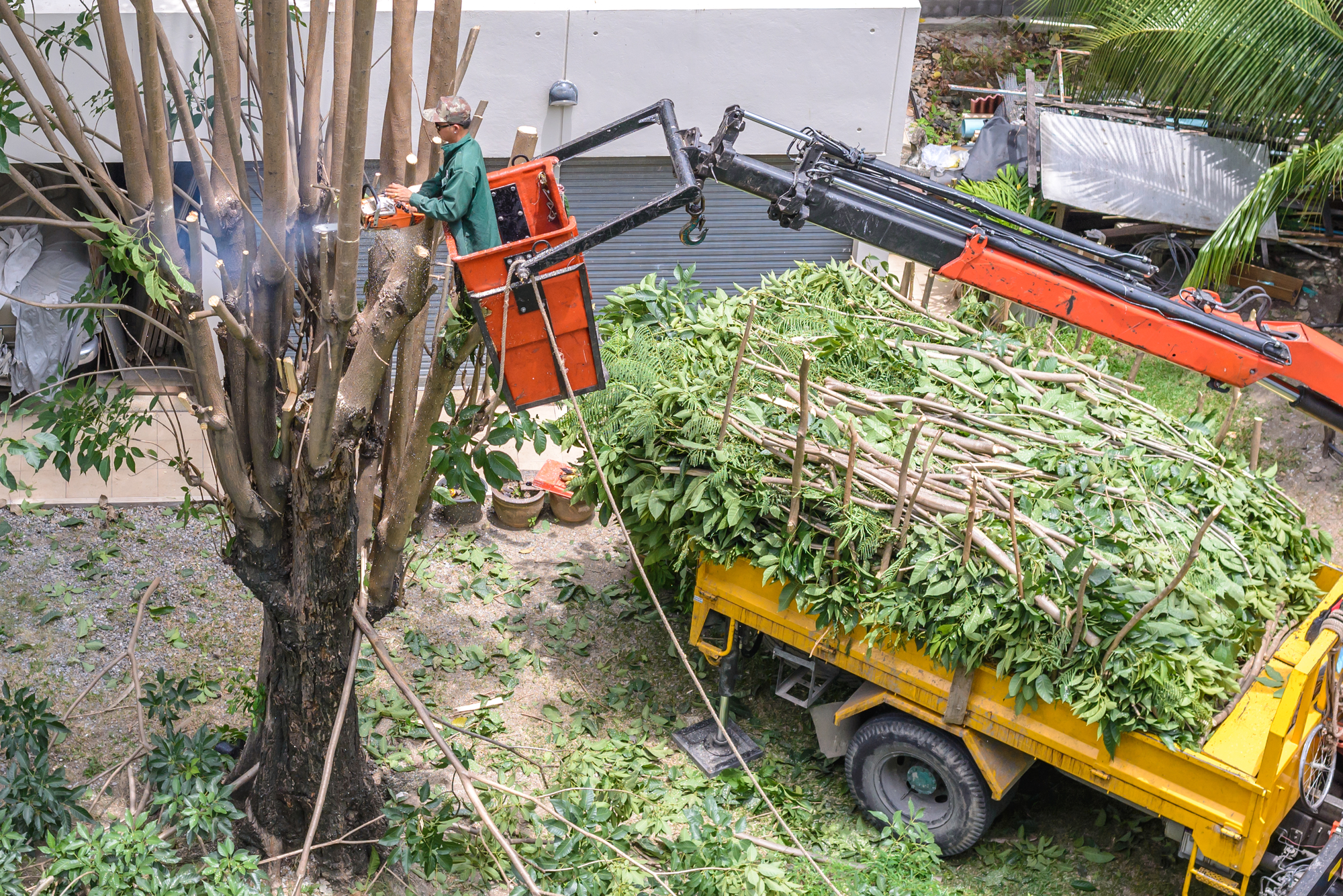 Southern Maryland Tree Service Professionals The Southern Maryland Fellers are your Professionals