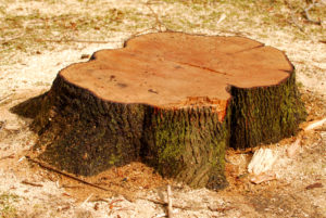 Stump of a freshly cut tree surrounded by saw dust