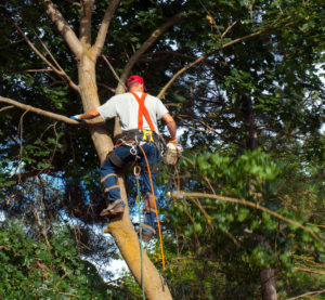 An Arborist Cutting Down a Maple Tree Piece by Piece